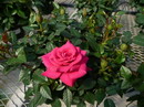 Rosier,ورد,قیزیل گل,گل سرخ,Latin rosa,Aeolic βρόδον wrodon,wrd-, Avestan varəda, Sogdian ward, Parth